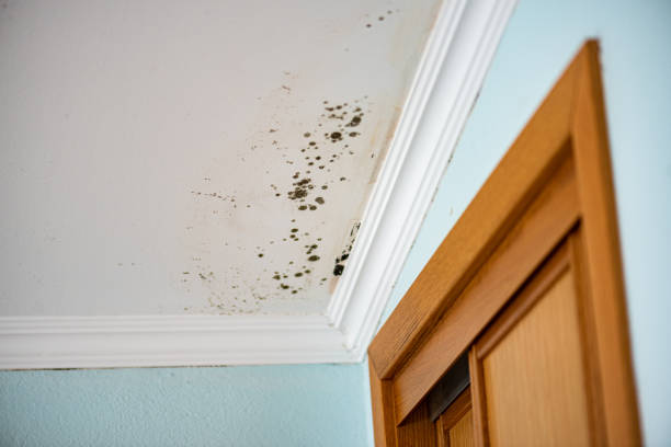 Best Mold Removal Company Near Me  in Selma, NC