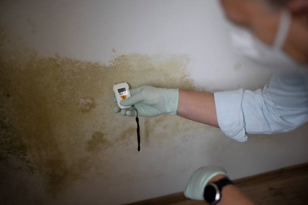 Best Home Mold Removal  in Selma, NC
