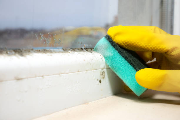 Best Fast Mold Removal  in Selma, NC
