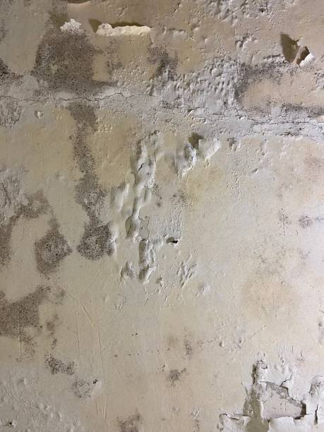 Best Best Mold Removal Companies  in Selma, NC
