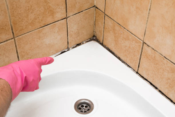 Best Black Mold Removal  in Selma, NC